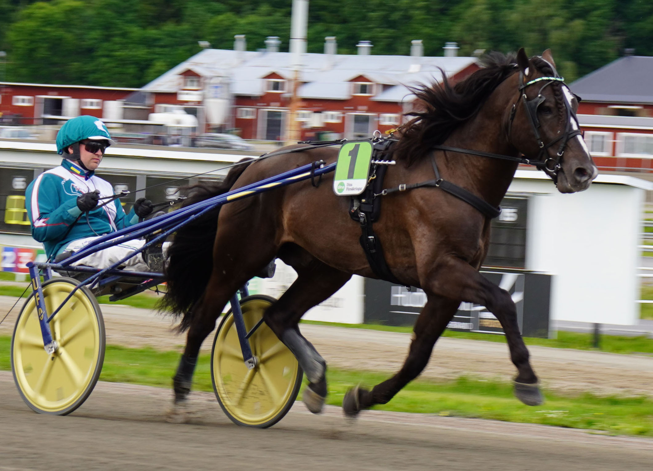 Granbarksborren 250629-1